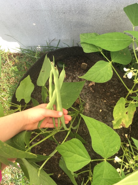 first green bean harvest